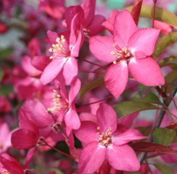 
Dekoratiivõunapuu
Tumepunased viljad, roosakaspunased õied