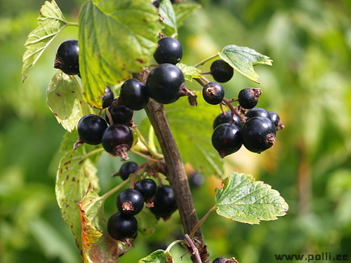
Must sõstar
Keskvalmiv, viljad suured ja tihedalt kobaras, taim on vastupidav