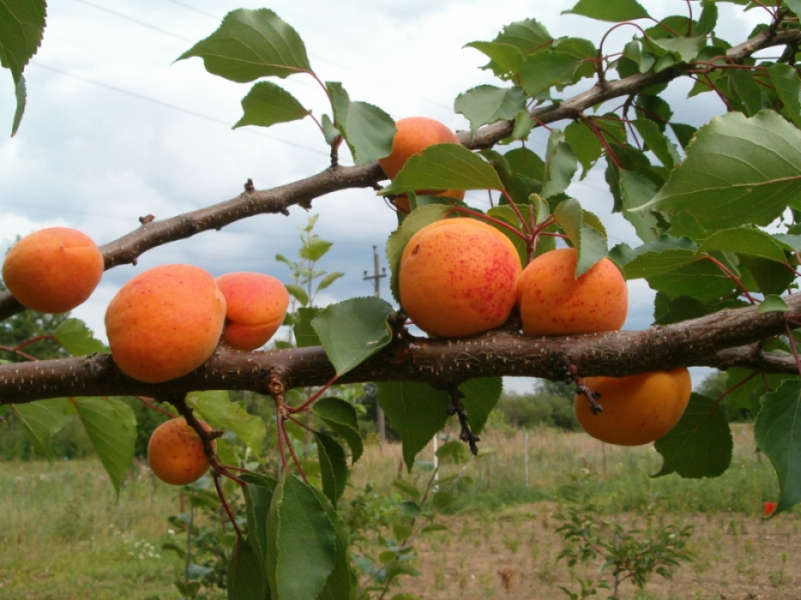 
Vajab tolmendajat
Söömisküpsed augustis, viljad oranzikaspunased, tolmendavad Velta või Lasma