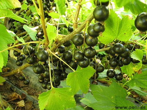 
Must sõstar
Keskvalmiv, soovitussort, viljad väga suured, põõsas tugev ning vastupidav haigustele ja külmale