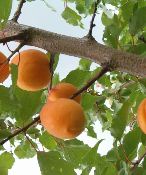 Vajab tolmendajat
Söömisküpsed augustis-septembris, viljad suured oranzid, punase varjundiga, luuseeme lahtine. Isesteeriilne, tolmendavad Daiga ja Lasma